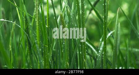 Green grass with dew drops in the morning on the meadow. Texture, background. Springtime concept, freshness. Wide panorama, panoramic banner, plants a Stock Photo