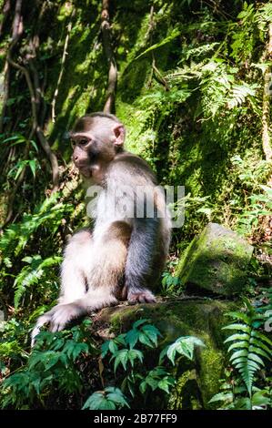 A Rhesus macaque in the Golden Whip Stream area of Zhangjiajie National Forest Park, Hunan Province, China. Stock Photo