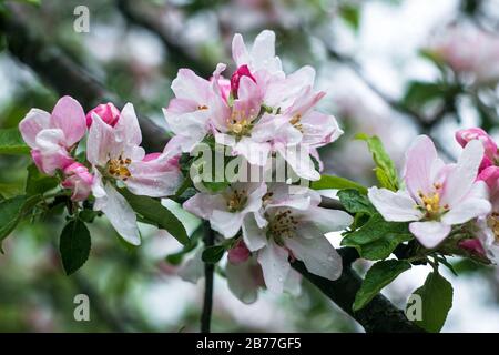 Blooming apple tree with water drops after rain. Blossom white and pink flowers on branch close-up, springtime concept Stock Photo