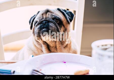 Funny nice pug dog at home sitting on the table - old puppy lovely domestic animal and best friend concept Stock Photo