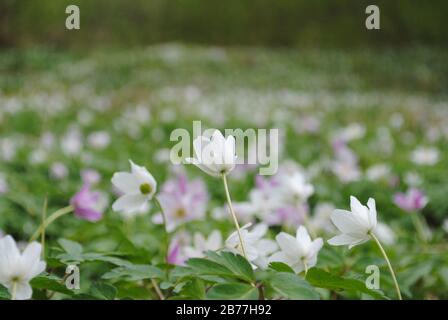 A sea of blooming Wood anemones (vitsippor) in Sweden. Springtime. Stock Photo