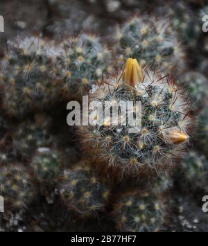 Bright yellow flower and red fruits of Mammillaria elongata (ladyfinger cactus).Fruiting ladyfinger cactus. Stock Photo