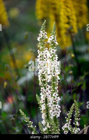 Verbascum chaixii album,white flower spikes,spires,mullein,mulleins,white flower,flowers,flowering,perennials,RM Floral Stock Photo