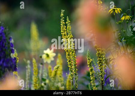 Verbascum chaixii sixteen candles,yellow flower spikes,spires,mullein,mulleins,white flower,flowers,flowering,perennials,RM Floral Stock Photo