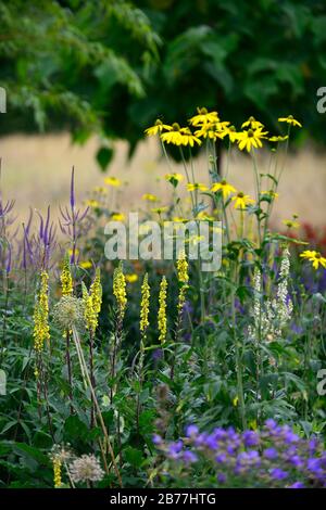 Verbascum chaixii sixteen candles,yellow flower spikes,spires,mullein,mulleins,white flower,flowers,flowering,perennials,RM Floral Stock Photo