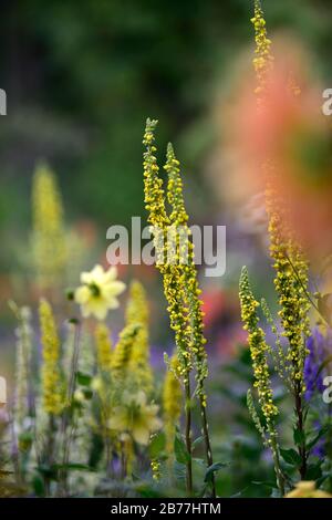 Verbascum chaixii sixteen candles,yellow flower spikes,spires,mullein,mulleins,white flower,flowers,flowering,perennials,RM Floral Stock Photo