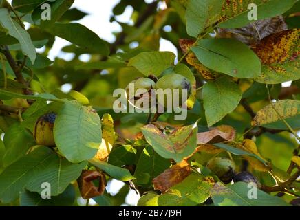 Little walnuts on the walnut tree  in Armenia. Green unripe walnuts hang on a branch. Green leaves and unripe walnut.Raw walnuts in a green nutshell. Stock Photo