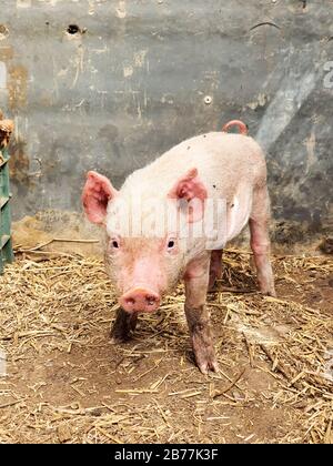 Small dirty Piglet in a pigsty looks at the camera. Stock Photo