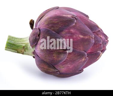 Artichoke flower,purple edible bud isolated on white background. Stock Photo
