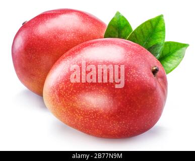 Two whole mango fruits with mango leaves on a white background. Stock Photo
