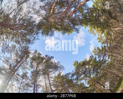 pines from bottom to top in the forest. Spring Stock Photo