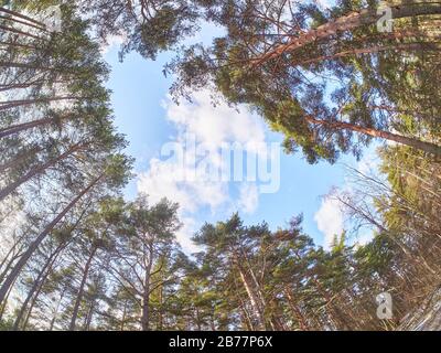 pines from bottom to top in the forest. Spring Stock Photo