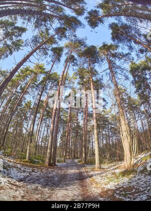 pines from bottom to top in the forest. Spring Stock Photo
