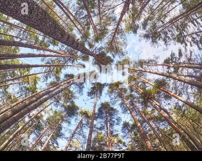pines from bottom to top in the forest. Spring Stock Photo