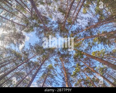 pines from bottom to top in the forest. Spring Stock Photo