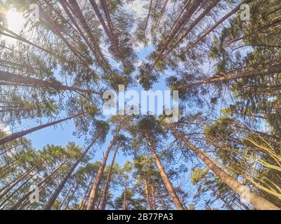 pines from bottom to top in the forest. Spring Stock Photo