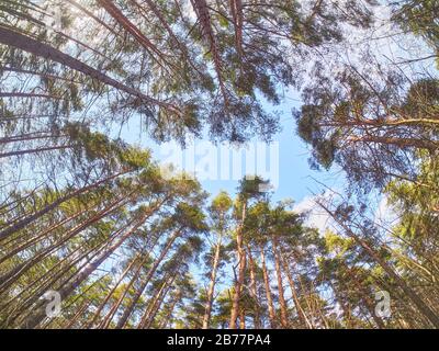 pines from bottom to top in the forest. Spring Stock Photo