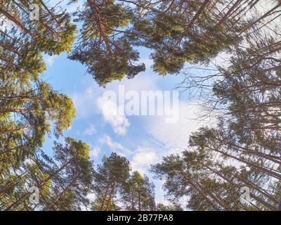 pines from bottom to top in the forest. Spring Stock Photo