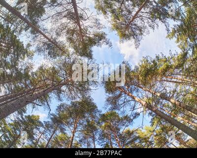 pines from bottom to top in the forest. Spring Stock Photo