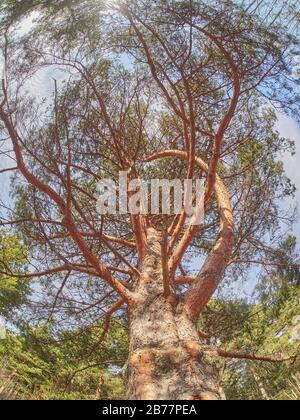 pines from bottom to top in the forest. Spring Stock Photo