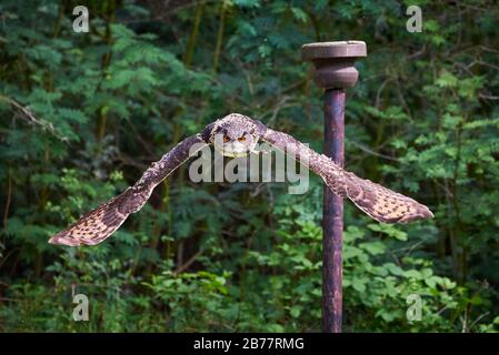 Eurasian Eagle-Owl in flight ( Bubo bubo ) Falconry Stock Photo