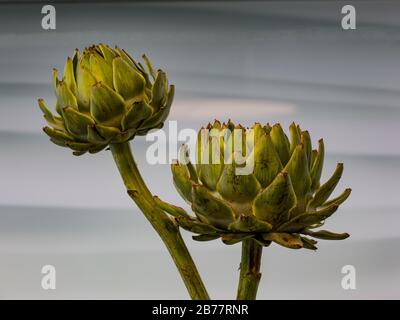 Petals of an artichoke (cynara cardunculus) in front of a gray and white structured background Stock Photo