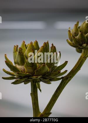 Petals of an artichoke (cynara cardunculus) in front of a gray and white structured background Stock Photo