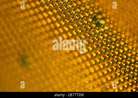 Pins of central processor unit. CPU close-up. Bottom side. Stock Photo