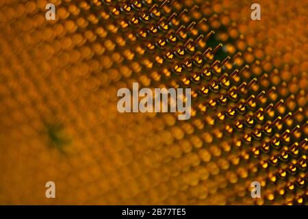 Pins of central processor unit. CPU close-up. Bottom side. Stock Photo
