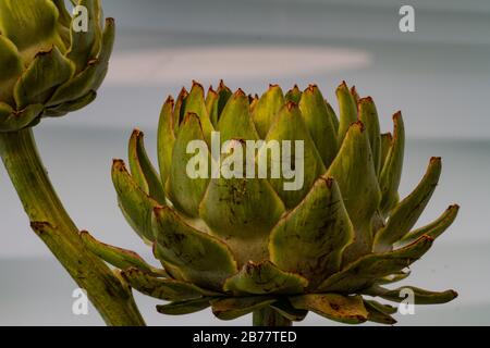 Petals of an artichoke (cynara cardunculus) in front of a gray and white structured background Stock Photo