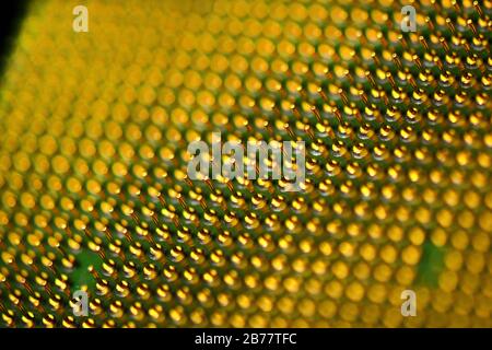 Pins of central processor unit. CPU close-up. Bottom side. Stock Photo