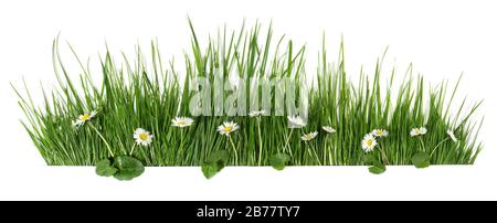Spring grass with daisy flowers isolated on white - Panorama Stock Photo