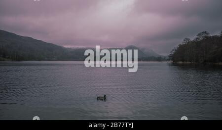 Duck on Grasmere in teh English Lake District Stock Photo