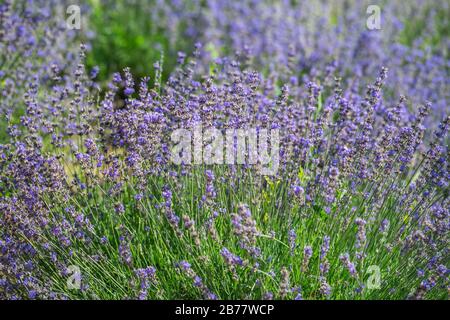 Colorful flowering lavandula or lavender shrub close up. Nature background. Stock Photo