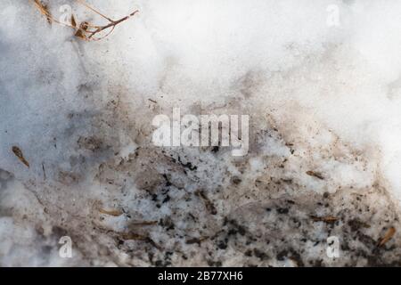 Spring snowdrift with dirty melted snow Stock Photo