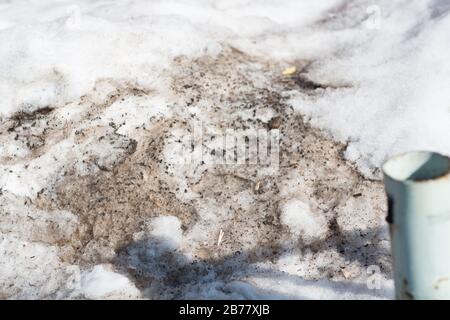 Spring snowdrift with dirty melted snow Stock Photo