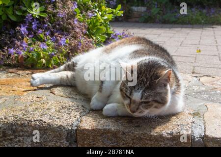 Lying down tabby cat on a stair in a garden Stock Photo