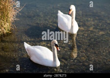 A beautiful white swan swims in a pond Stock Photo
