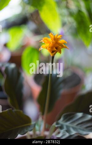 Calathea crocata as home plant. Cultivated in flower pot. Stock Photo