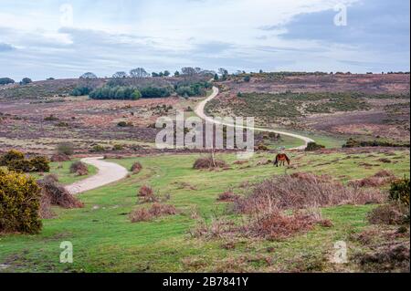 Lone New Forest pony grazing in wide open space landscape dissected by a twisting footpath, Hampshire, UK Stock Photo