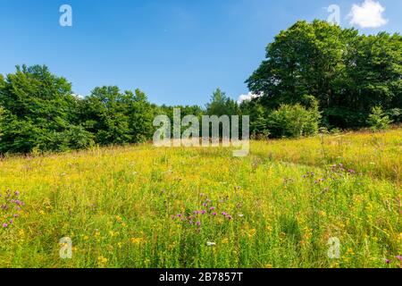 grassy meadow with wild herbs in summer. primeval beech forest around the glade. sunny summer weather with some clouds on the blue sky Stock Photo