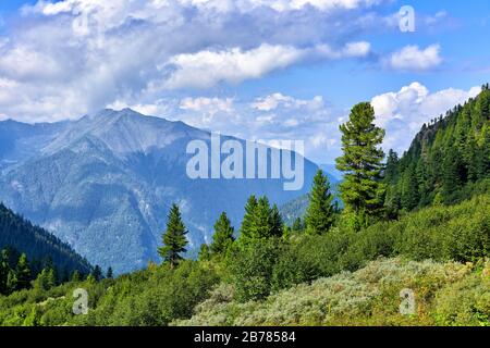 Alpine tree line and shrub tundra in mountains of Eastern Siberia. Ecoton area with low shrub alder and willow and rare Siberian pines. Sayan mountain Stock Photo