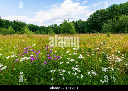grassy meadow with wild herbs in summer. primeval beech forest around the glade. sunny summer weather with some clouds on the blue sky Stock Photo