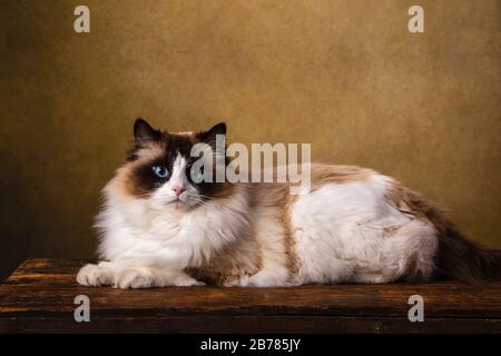 ragdoll brown