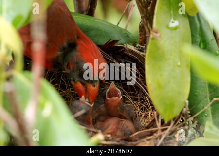 Baby Cardinal birds are feed by their father in the nest, four to five hours after they hatched. Stock Photo