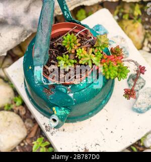 Reused planter ideas. Second-hand kettles, old teapots turn into garden flower pots. Recycled garden design and low-waste lifestyle. Stock Photo