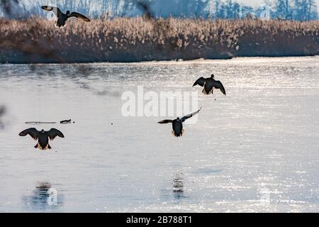 Stockente Im Flug Stock Photo Alamy