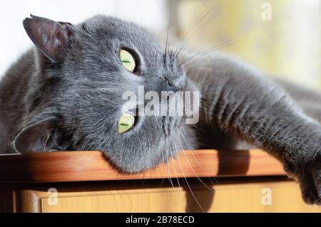 A gray british cat lies on a table and looks at the camera. Close up. Stock Photo
