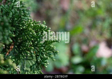 Photo of the leaves of Chamaecyparis obtusa tree. Stock Photo