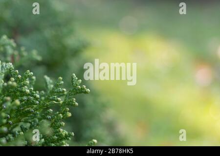 Photo of the leaves of Chamaecyparis obtusa tree. Stock Photo